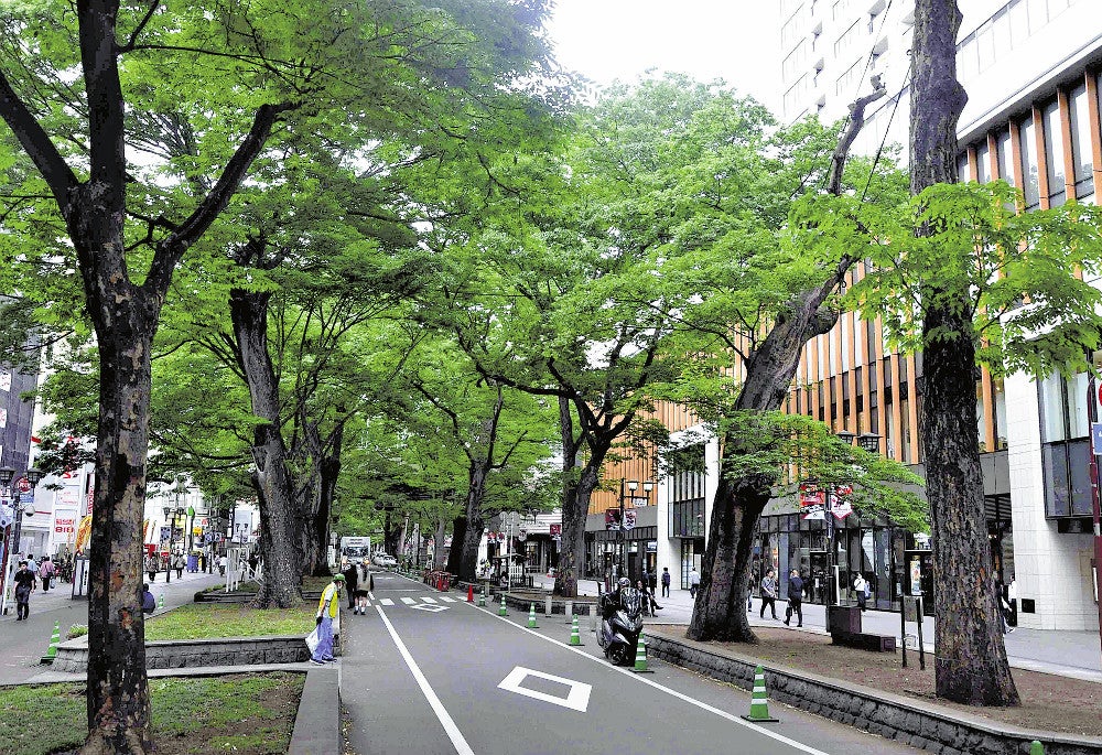 府中市が保全に向けた条例制定を目指すケヤキ並木（２７日、同市で）