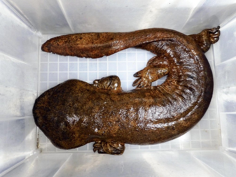 オオサンショウウオとチュウゴクオオサンショウウオの交雑個体（一般財団法人自然環境研究センター提供）