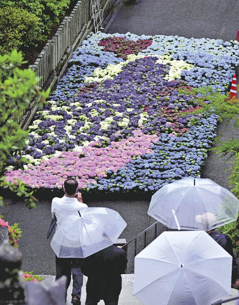 参道にアジサイを並べて描かれた紫式部（京都府宇治市の三室戸寺で）＝飯島啓太撮影