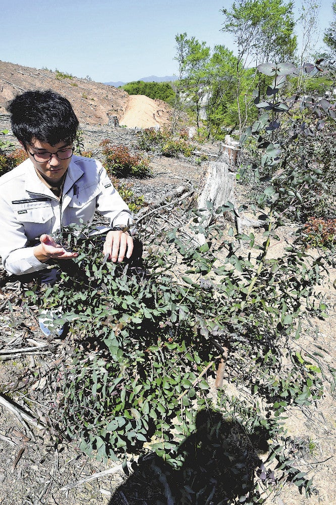整備が行き届かない山林の再生策として実験が進むユーカリ（いずれも兵庫県佐用町で）