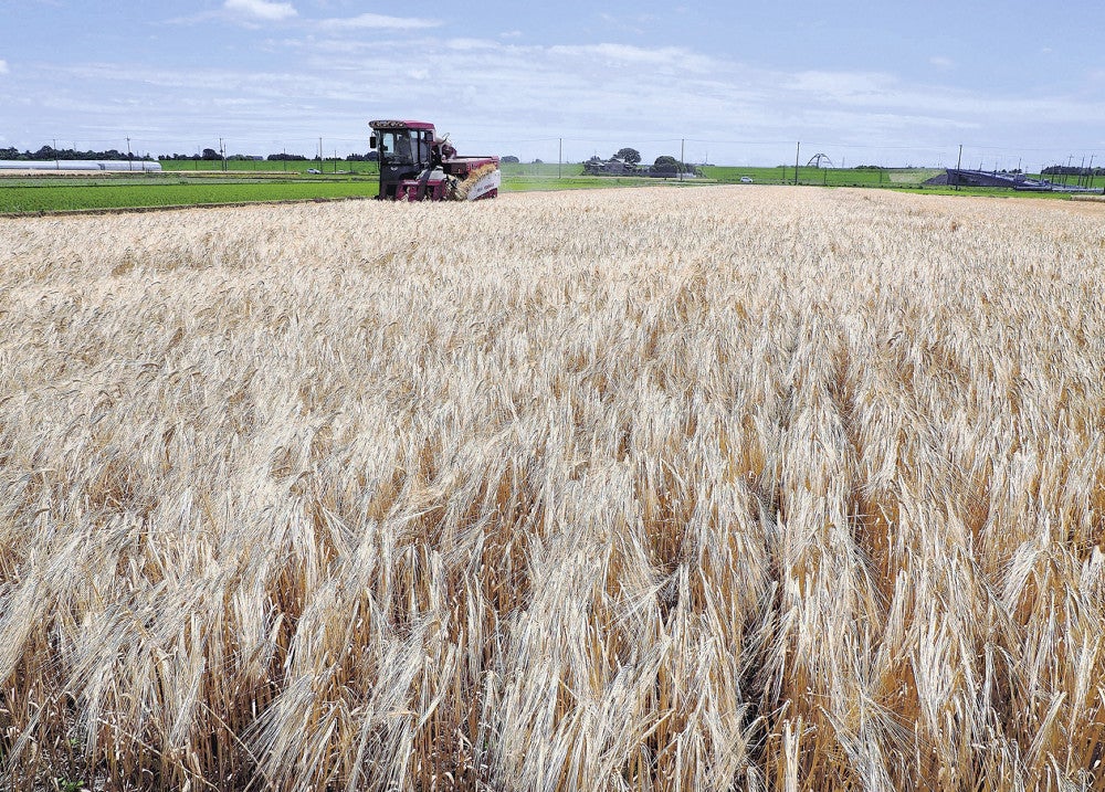 収穫が進む黄金色の麦畑（２９日、小山市生井地区で）
