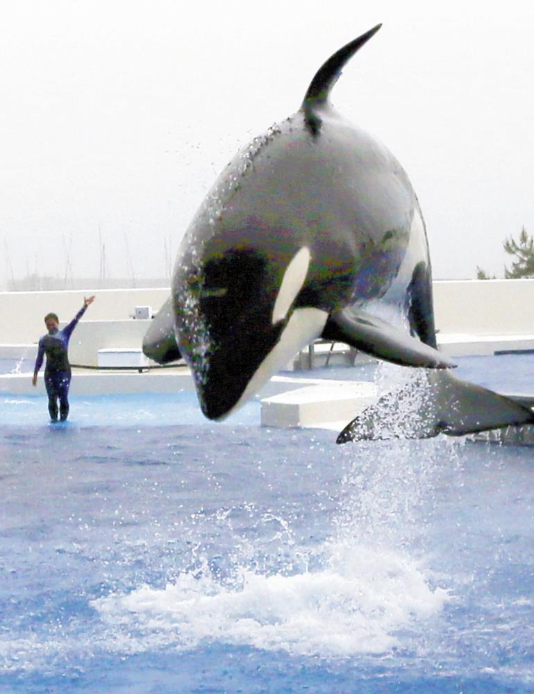 シャチのショーが楽しめる「オルカスタディアム」（神戸市須磨区で）＝八木良樹撮影