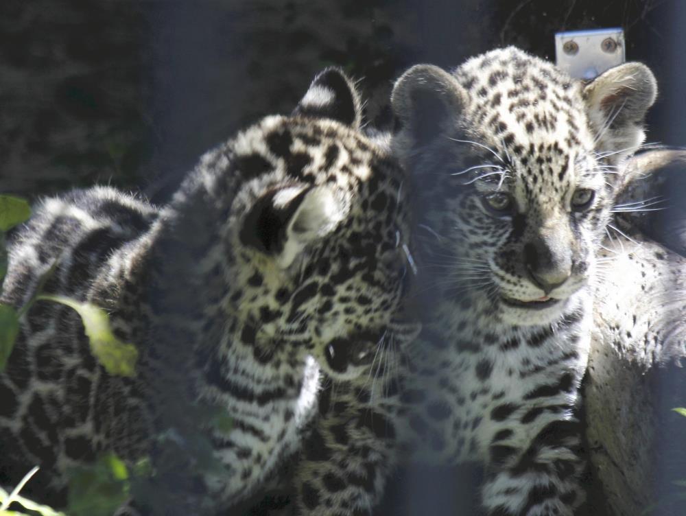 じゃれ合う双子の赤ちゃん（高知市で）