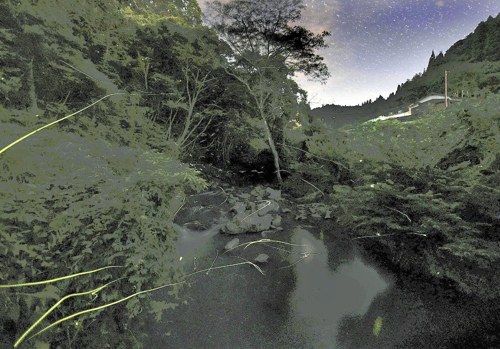 福岡県うきは市の小塩地区を飛び交うホタル（２９日夜、２０秒間露光した５枚を合成）＝木佐貫冬星撮影