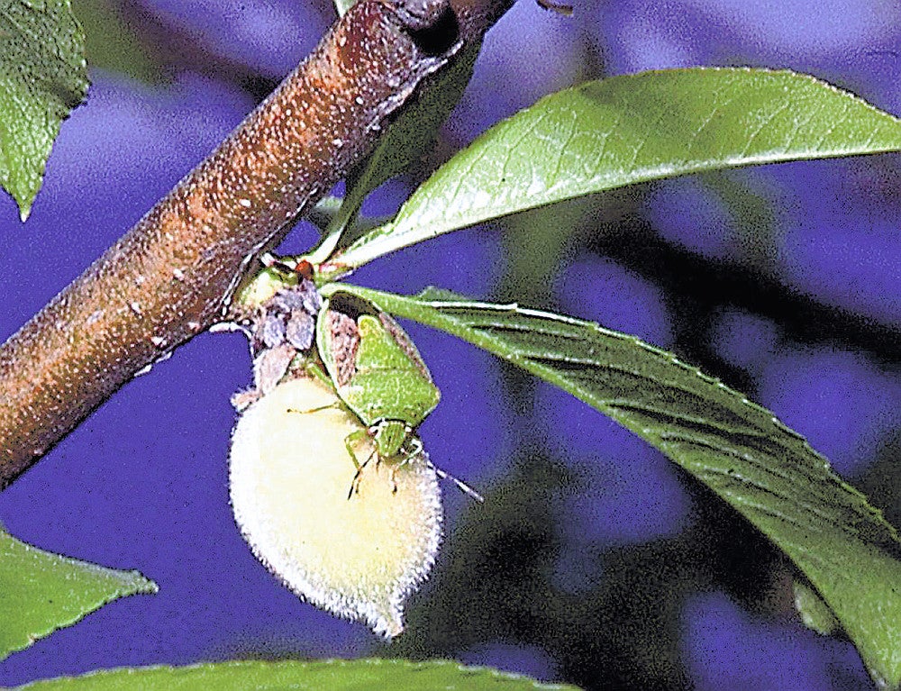果樹に被害をもたらすチャバネアオカメムシ＝愛媛県病害虫防除所提供