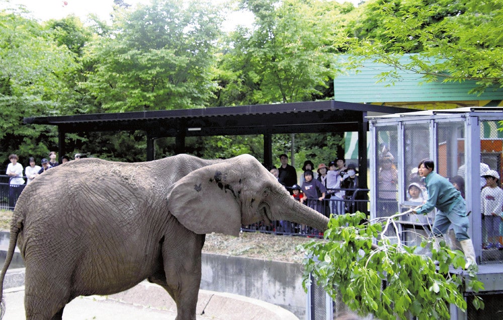 飼育員から枝付きのサクラの葉を与えられるゾウ（２６日、秋田市で）