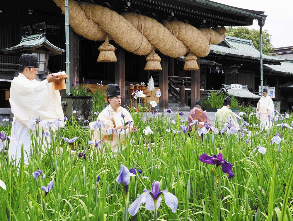 初刈り神事でショウブを刈り取る神職ら（３１日午前、福岡県福津市の宮地嶽神社で）＝秋月正樹撮影