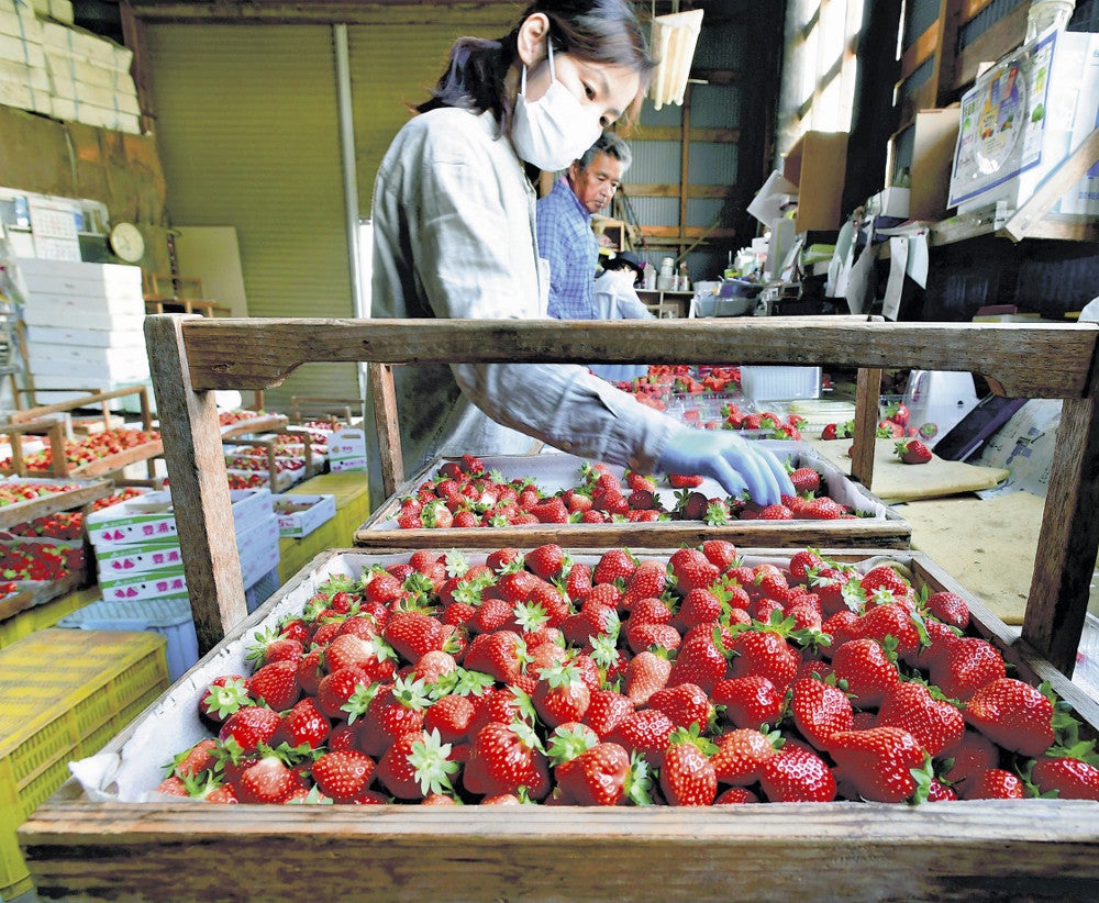 収穫後、出荷のため選別される色鮮やかなイチゴ（豊浦町で）＝原中直樹撮影