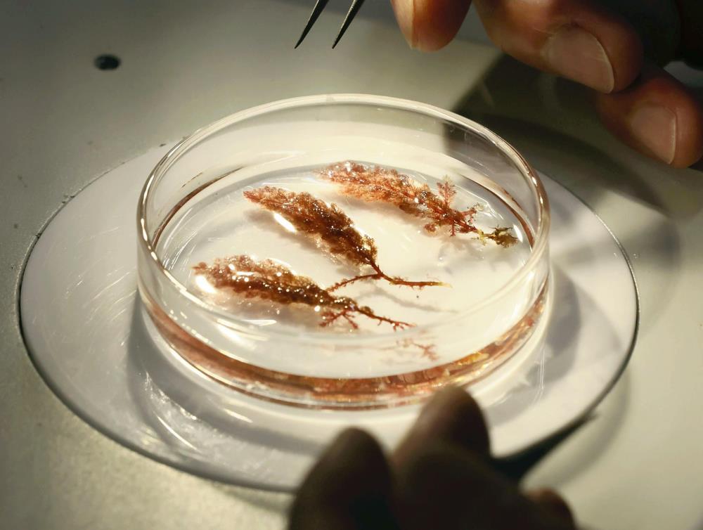 培養を繰り返し、１か月で最大１３倍に成長させることができたという