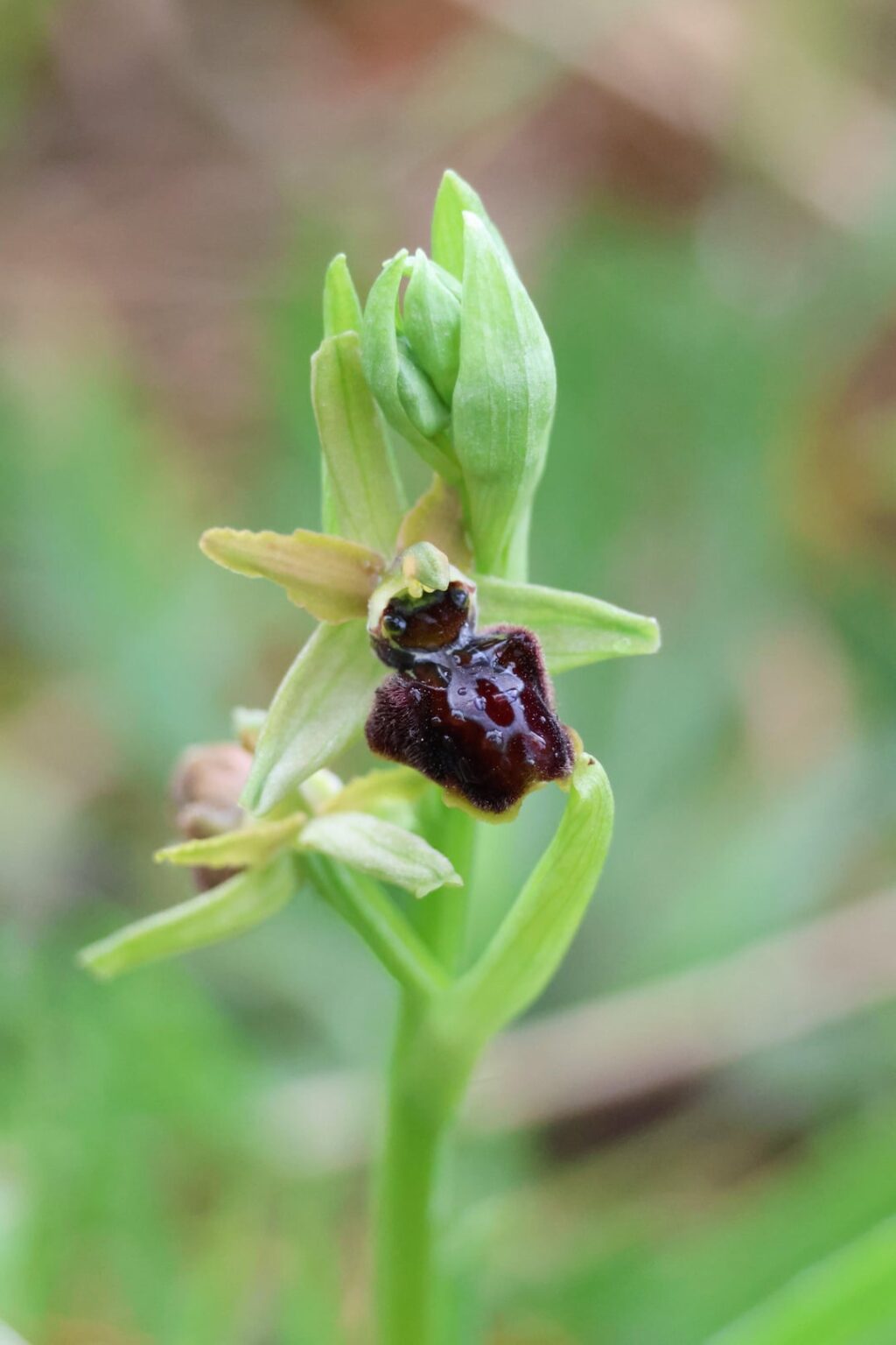スペイン、カンタブリア州のクモラン (Ophrys sphegodes)