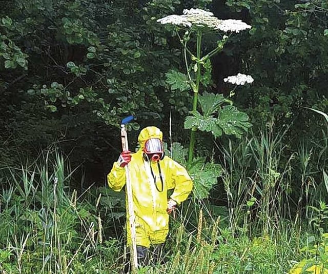 ベルギーのどこかでこの植物を見たことがありますか?