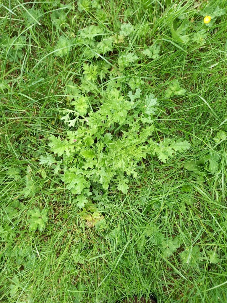 この雑草は何という雑草でしょうか?どうすれば取り除くことができますか?