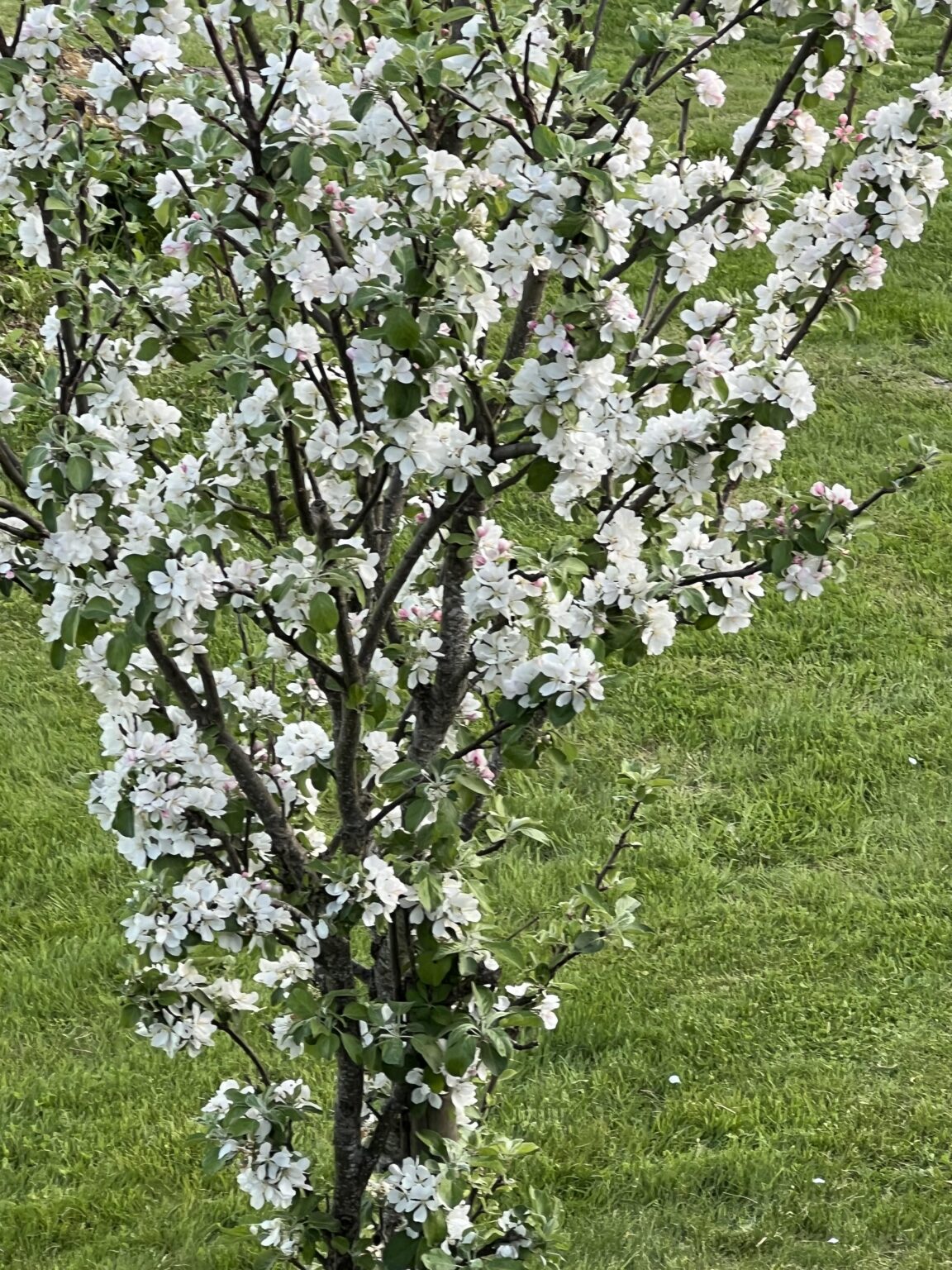 これは何の木でしょうか？🌸
