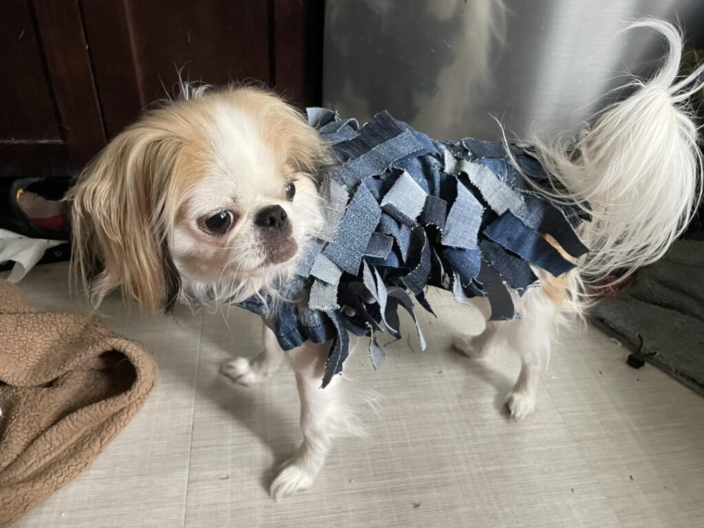 ユーロビジョンを記念して、愛犬にこの素晴らしいデニムの衣装を作りました - ルールはありません!