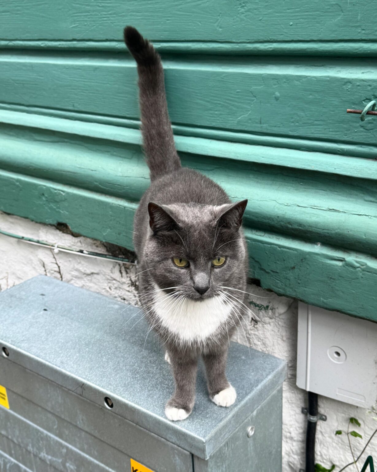 ベルゲンの猫