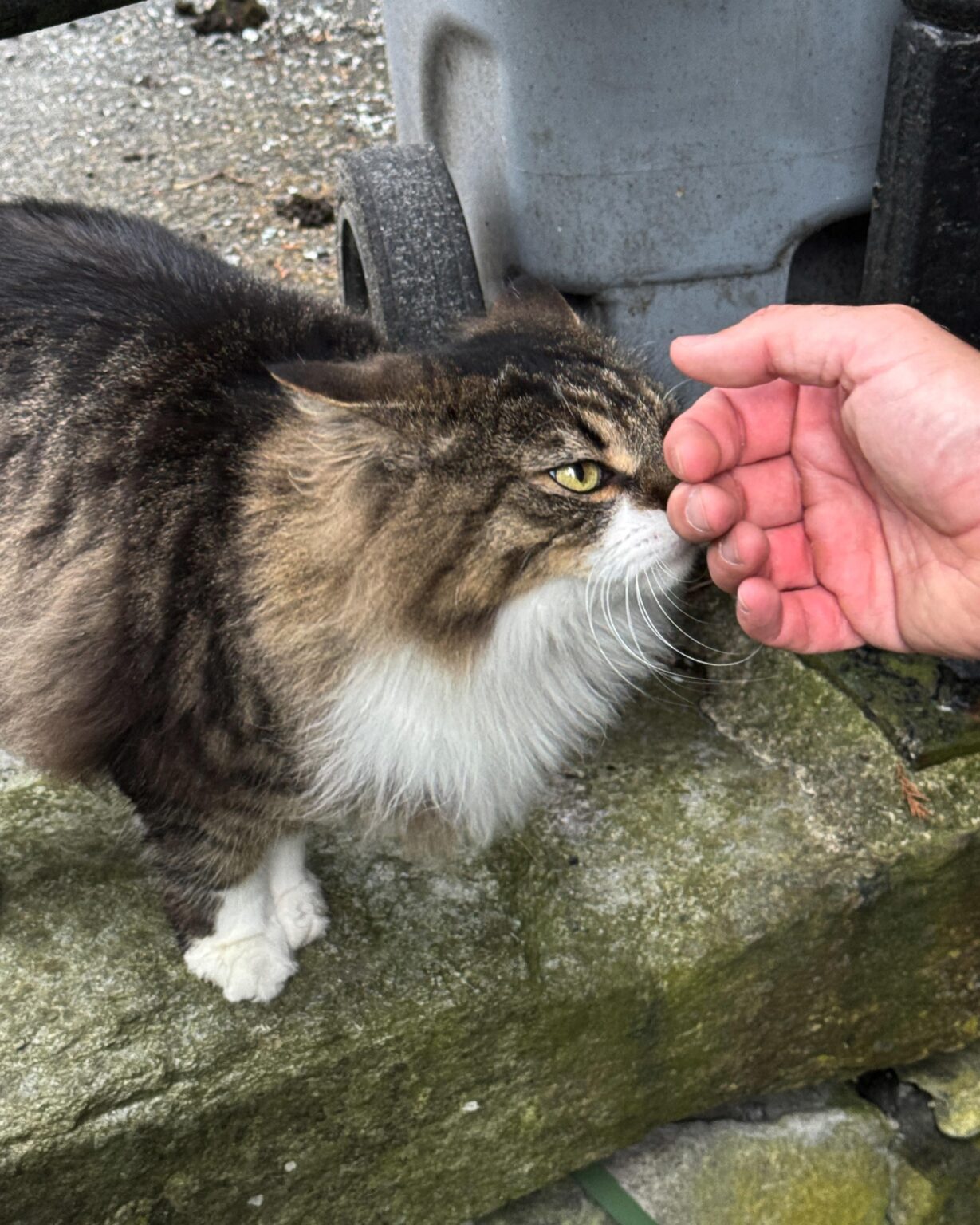 ベルゲンの猫たち