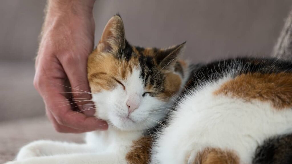 ベルギー憲法に動物福祉が盛り込まれる：「歴史的進歩」