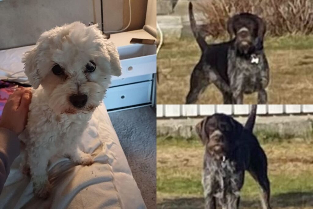 隣人から逃げ出して自分の敷地に逃げ込んだ小型犬を殺した2頭の狩猟犬の飼い主は、電気リードを使うことは自分の敷地内に柵をして犬を屋内に留めておくのと同じだと主張している。
