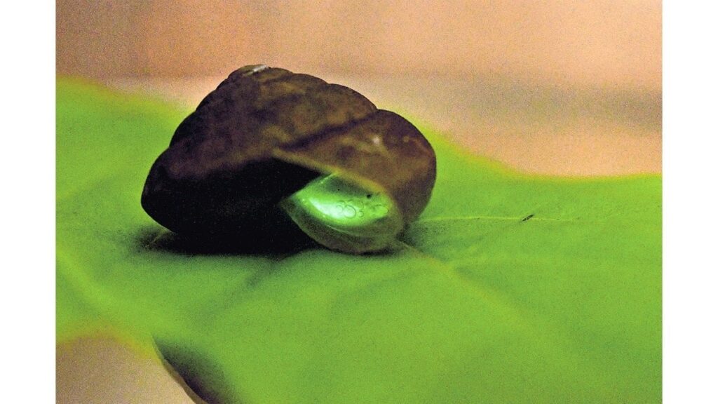 ８０年ぶり発見「光るカタツムリ」、国際軟体動物オブ・ザ・イヤー大賞…採取した中部大教授「仕組み解き明かしたい」 - 読売新聞オンライン