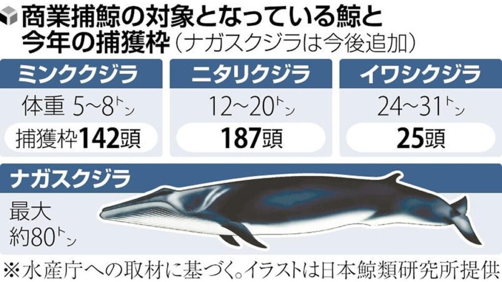ナガスクジラも商業捕鯨の対象へ、再開後初めて追加…北太平洋の資源量豊富と確認