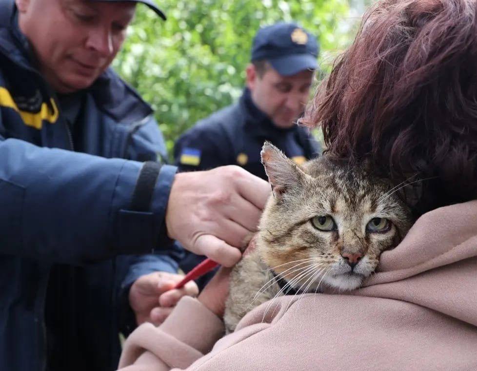 ロシアの残忍な攻撃を受け、ウクライナのハリコフから避難。 あの猫のトラウマを感じます。