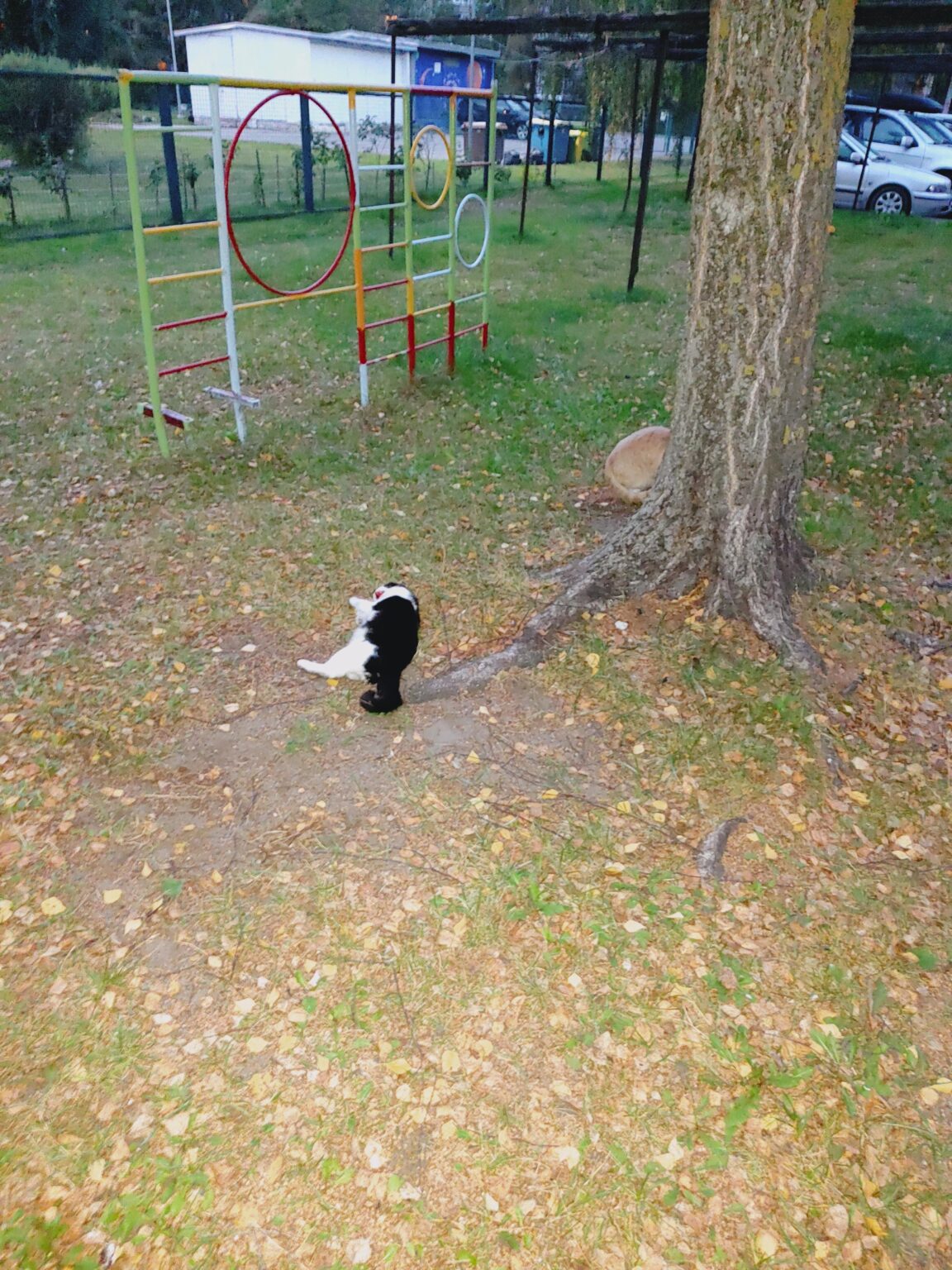 なぜリガには野良猫がたくさんいるのでしょうか？