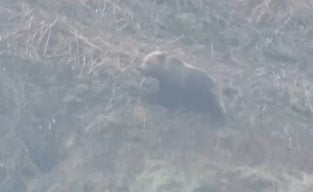 農家はクマの目撃がもっと頻繁になると予想している