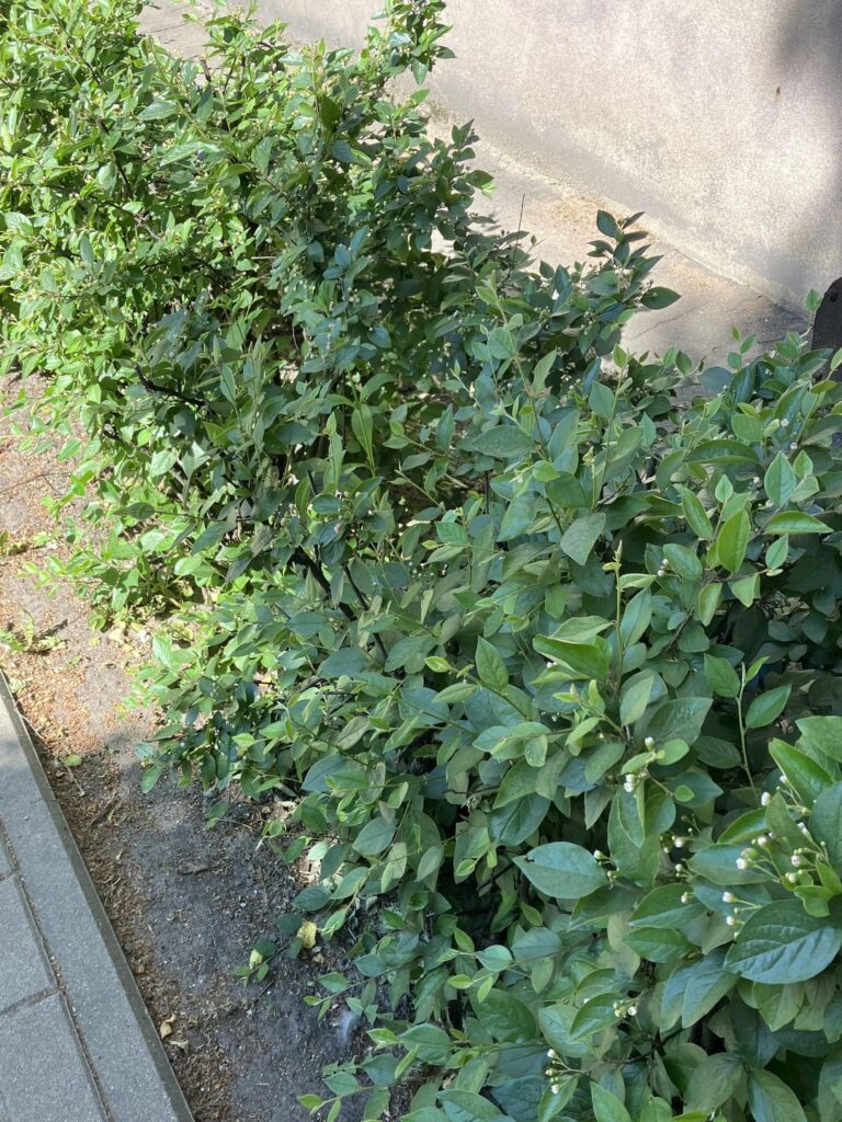 この藪の名前は何ですか?