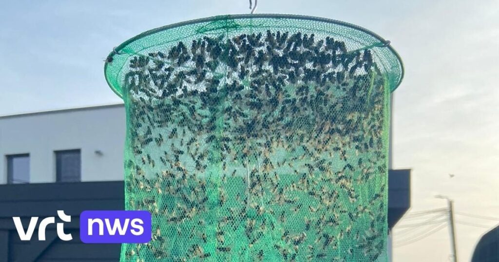 カーコムの住宅地に数千匹のハエが出没、夏のバーはイベント中止を余儀なくされる