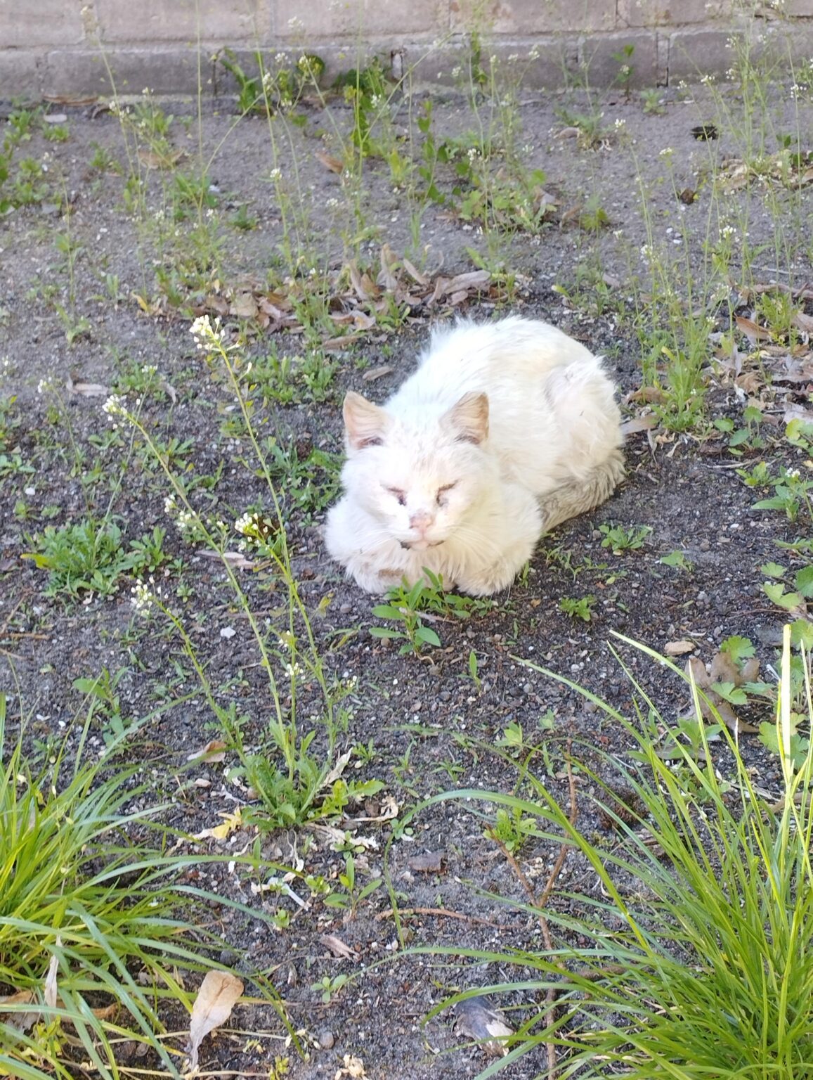 ホームレスの猫