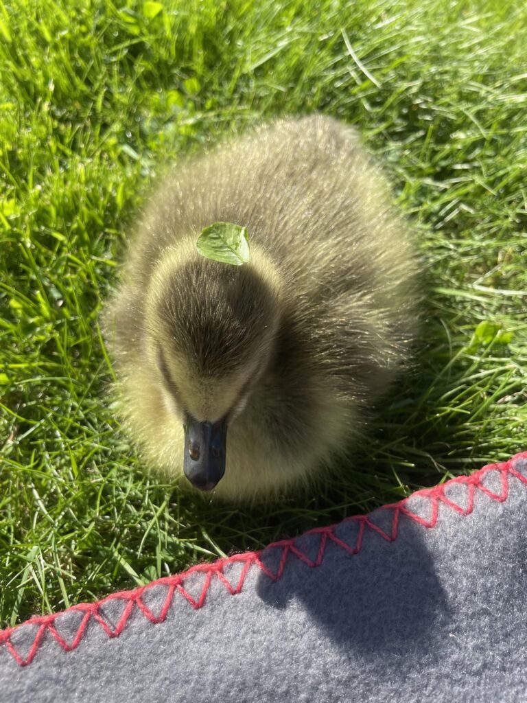 モレとロムスダルで若いカナダガンを受け入れてくれるガチョウやアヒルを飼っている人はいますか？