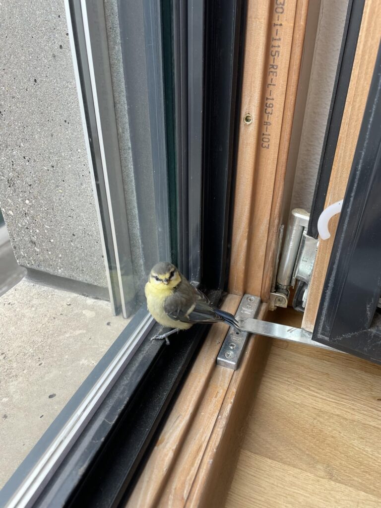 これは何の鳥か知っている人いますか？