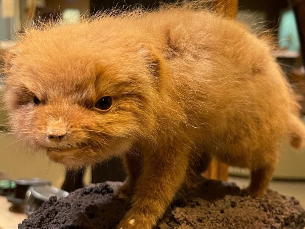 これは何の動物ですか?