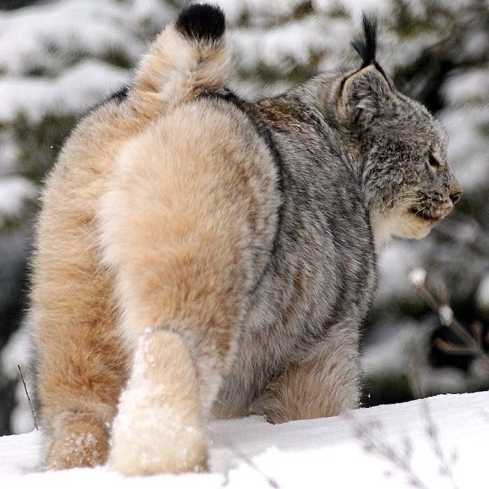 ふわふわのお尻が素敵です