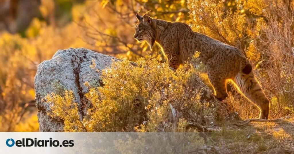 オオヤマネコ、絶滅の危機に瀕して以来初めて個体数が2,000頭を超えた