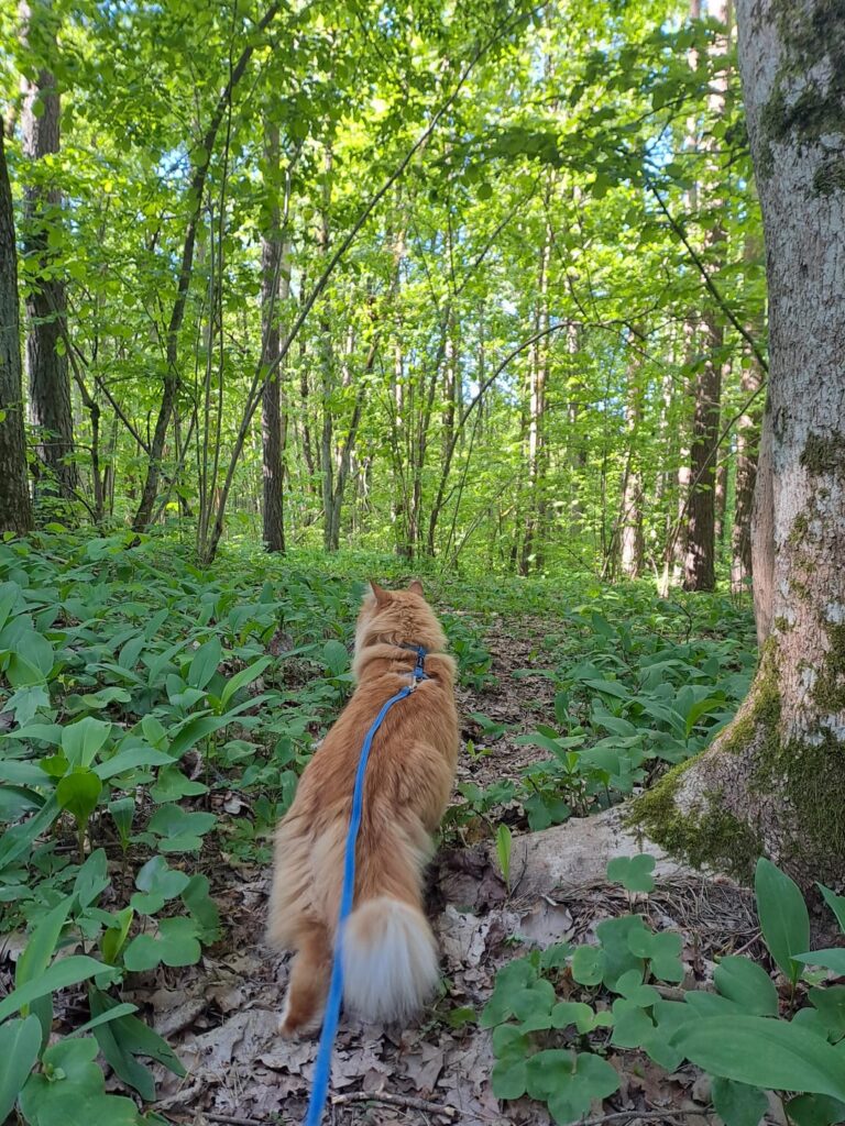 猫と一緒に松林を旅した時の写真を数枚