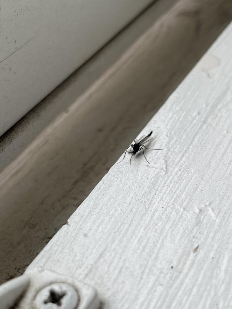 ハエが飛んできた