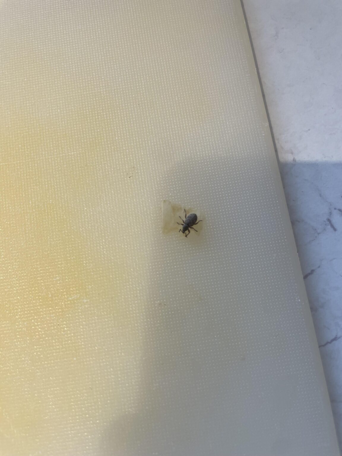 これは何のヒキガエルですか？