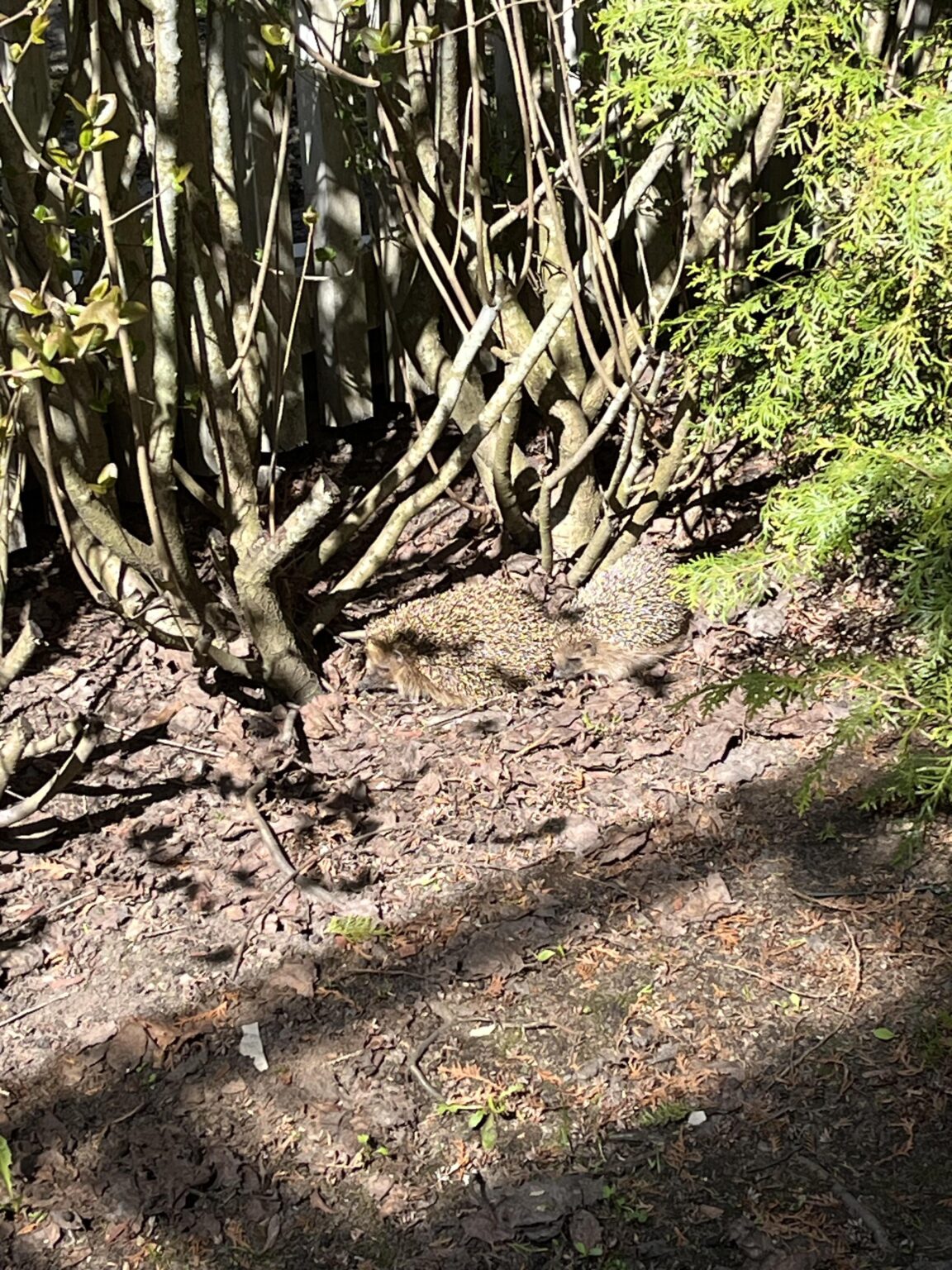 こういったものを取り除く方法