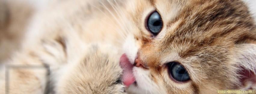 入浴中に捕まえられたかわいい子猫