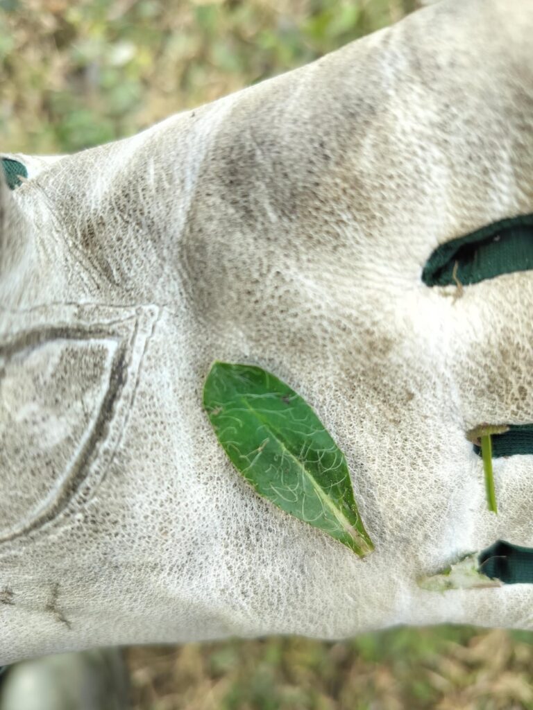 何の植物？