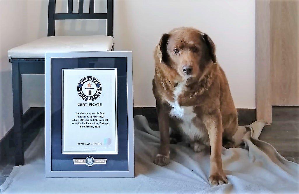 世界最高齢の犬はポルトガル産で、今日で32歳になるはずだった、おめでとうボビ！