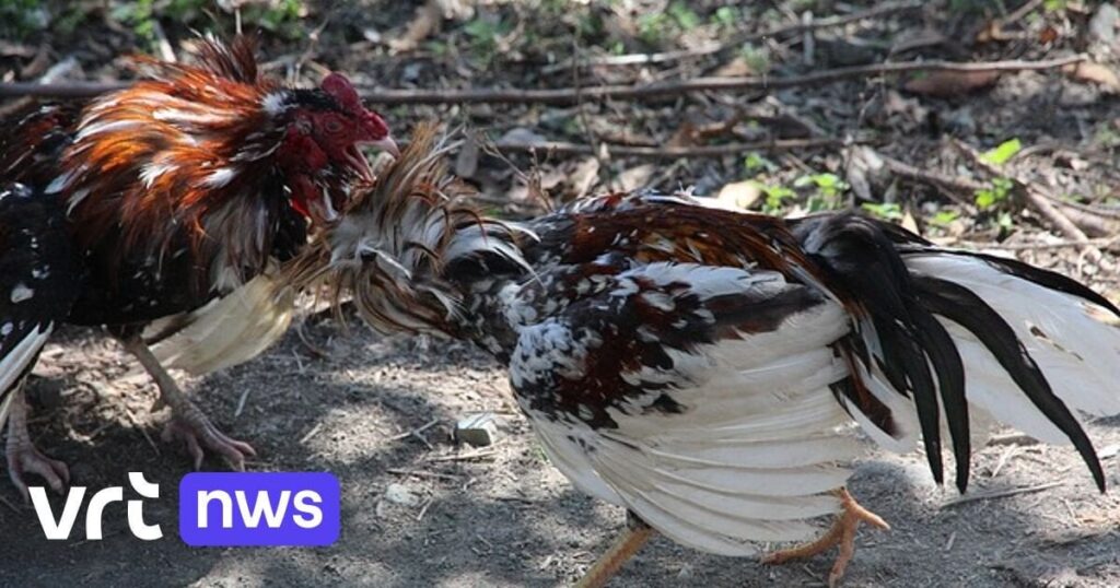 ヘーゼルトの男性、禁止された闘鶏で懲役1か月、一部の動物には金属製の拍車があった