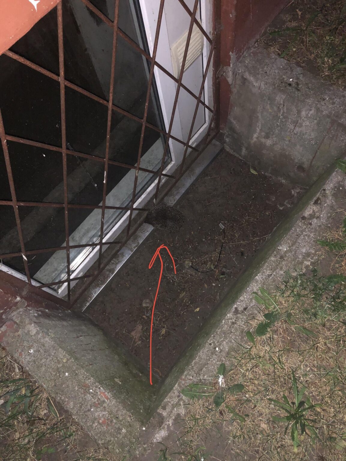 立ち往生したハリネズミ