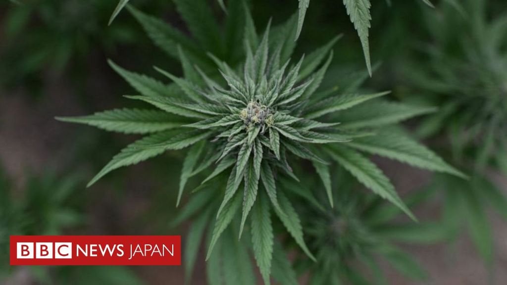 バイデン氏、大麻の分類変更を支持 現行法は「失敗した対応」と - BBC.com