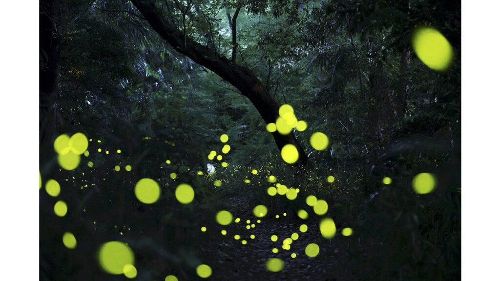 [Pick up photos] 名古屋城外堀 未明に光の舞