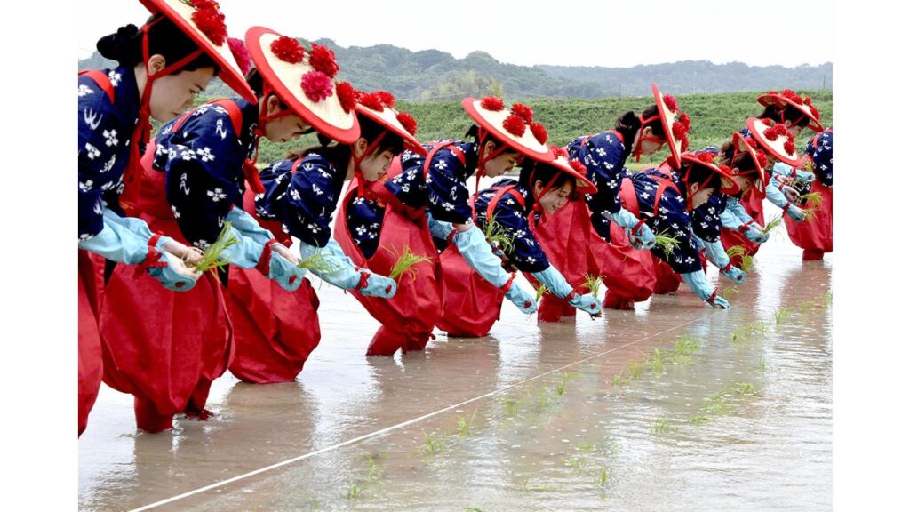[Pick up photos] 秋の献上を目指し 早乙女たちが田植え 常滑