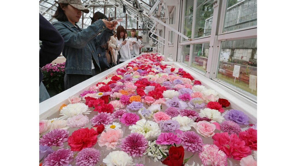 [Pick up photos] 「母の日」に出荷できなかった花を生かして 水面に色とりどりの花 東山動植物園