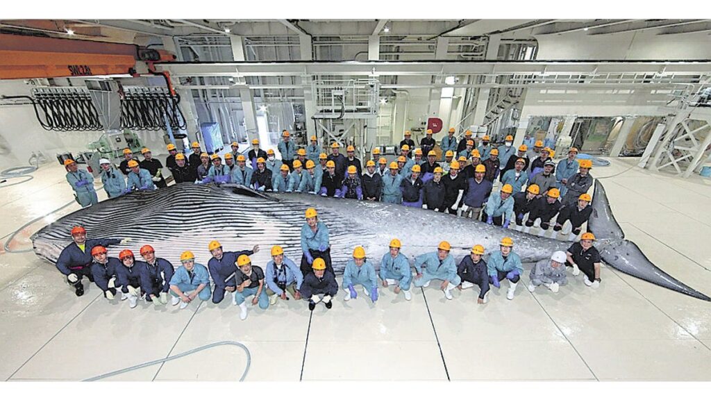 [ニュース] 捕鯨の新母船「関鯨丸」初めて鯨を捕獲…体長１３ｍ・体重１７トン、解体し冷凍保存