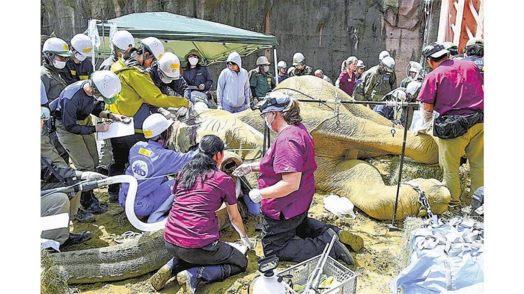 [社会] ゾウ抜牙、国内初成功…多摩動物公園で６０人がかりの「大手術」